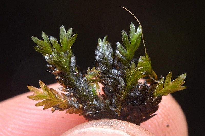 Fissidens Moss photo 3