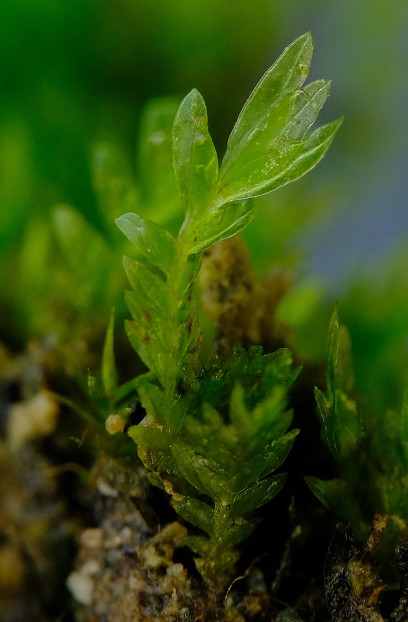 Fissidens Moss photo 4