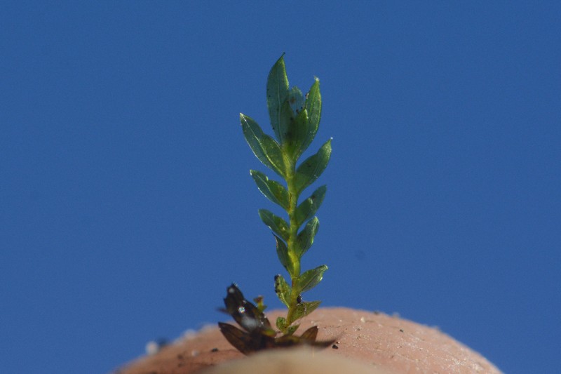 Fissidens Moss photo 5