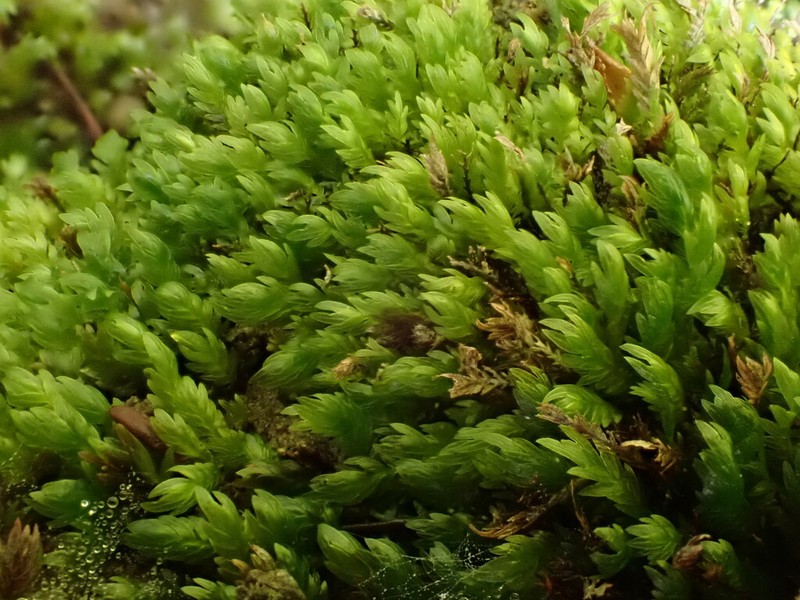 Fissidens Moss photo 6
