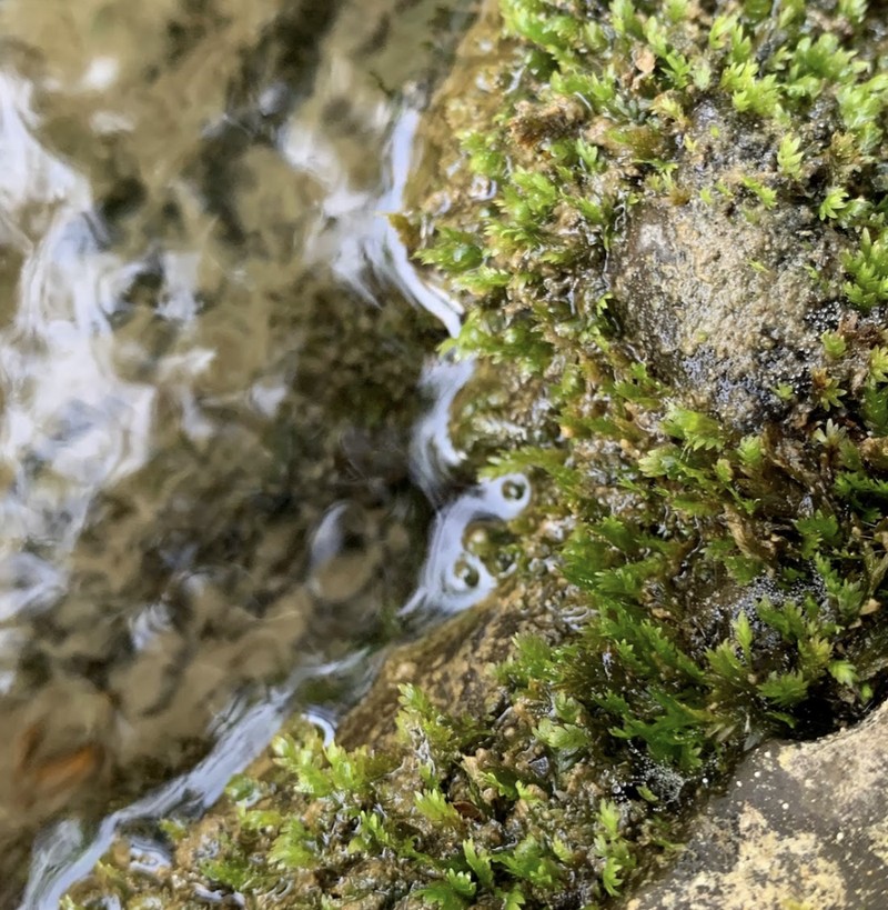 Fissidens Moss photo 7