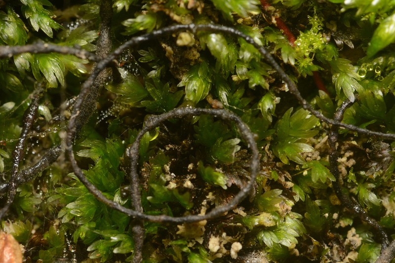 Fissidens Moss photo 8