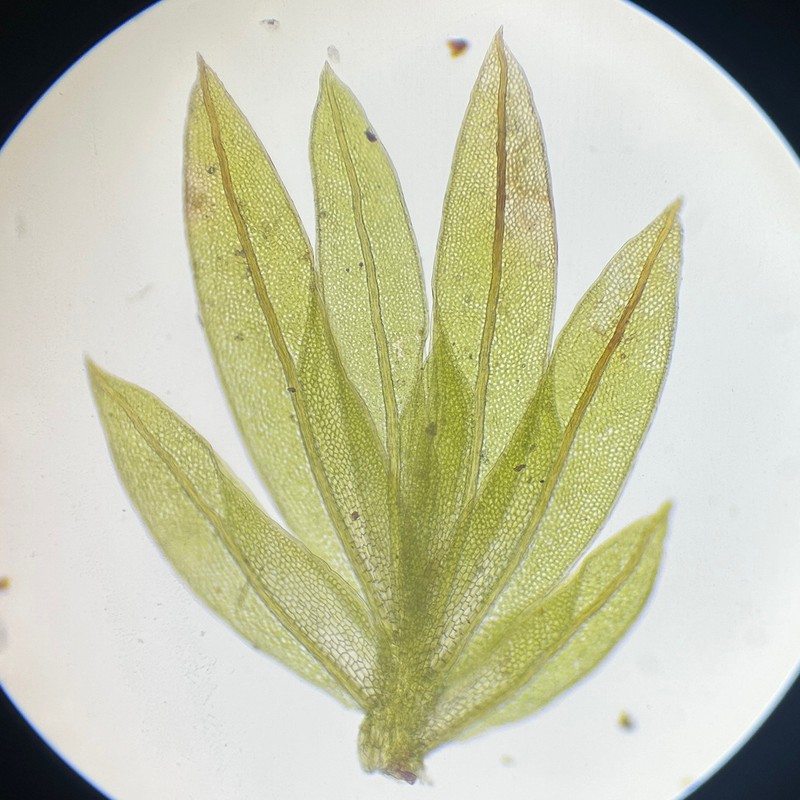 Zollinger's Fissidens Moss