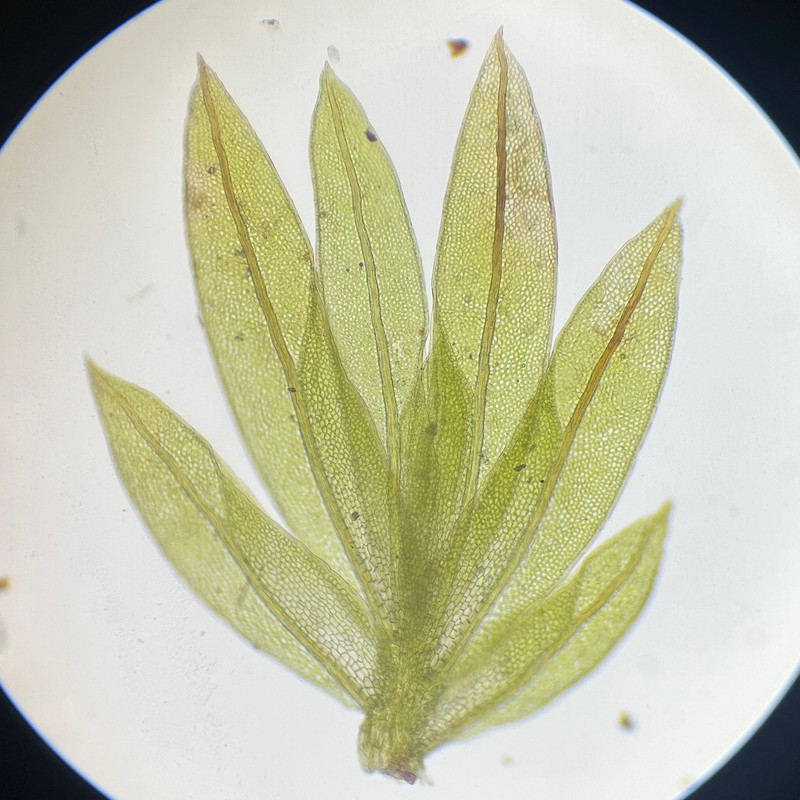 Zollinger's Fissidens Moss photo 2