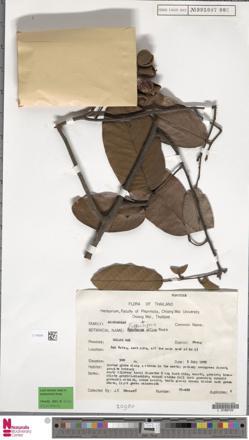 Fissistigma affine