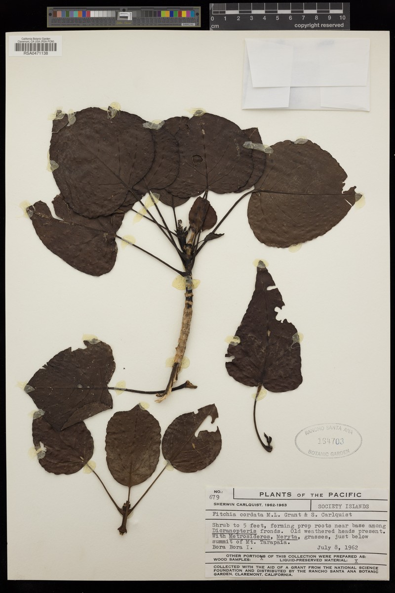 Fitchia cordata