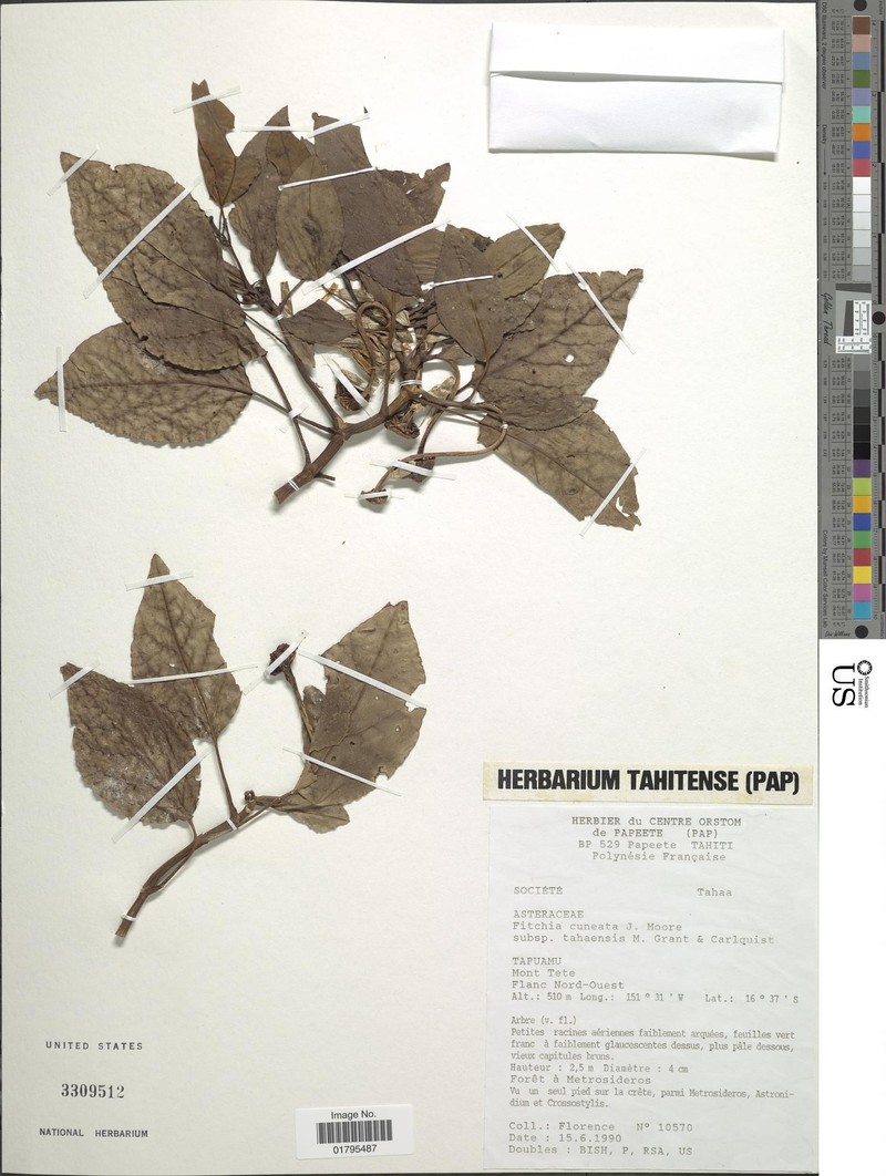 Fitchia cuneata