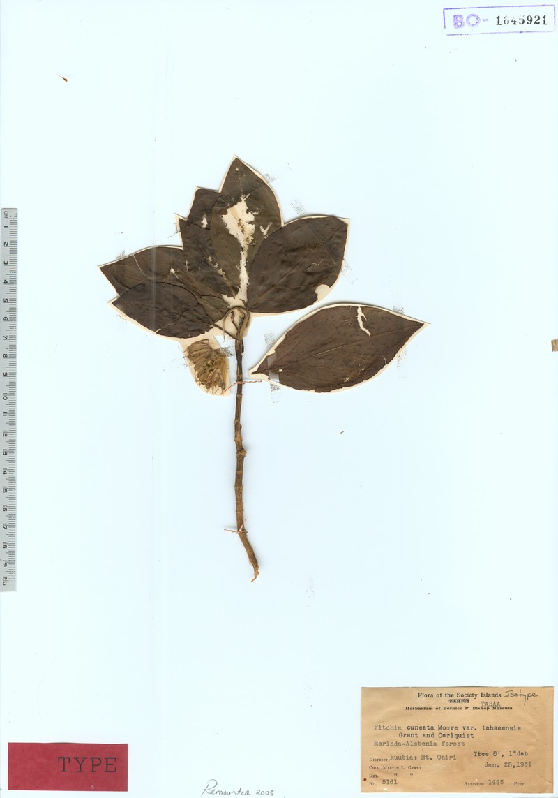 Fitchia cuneata photo 2