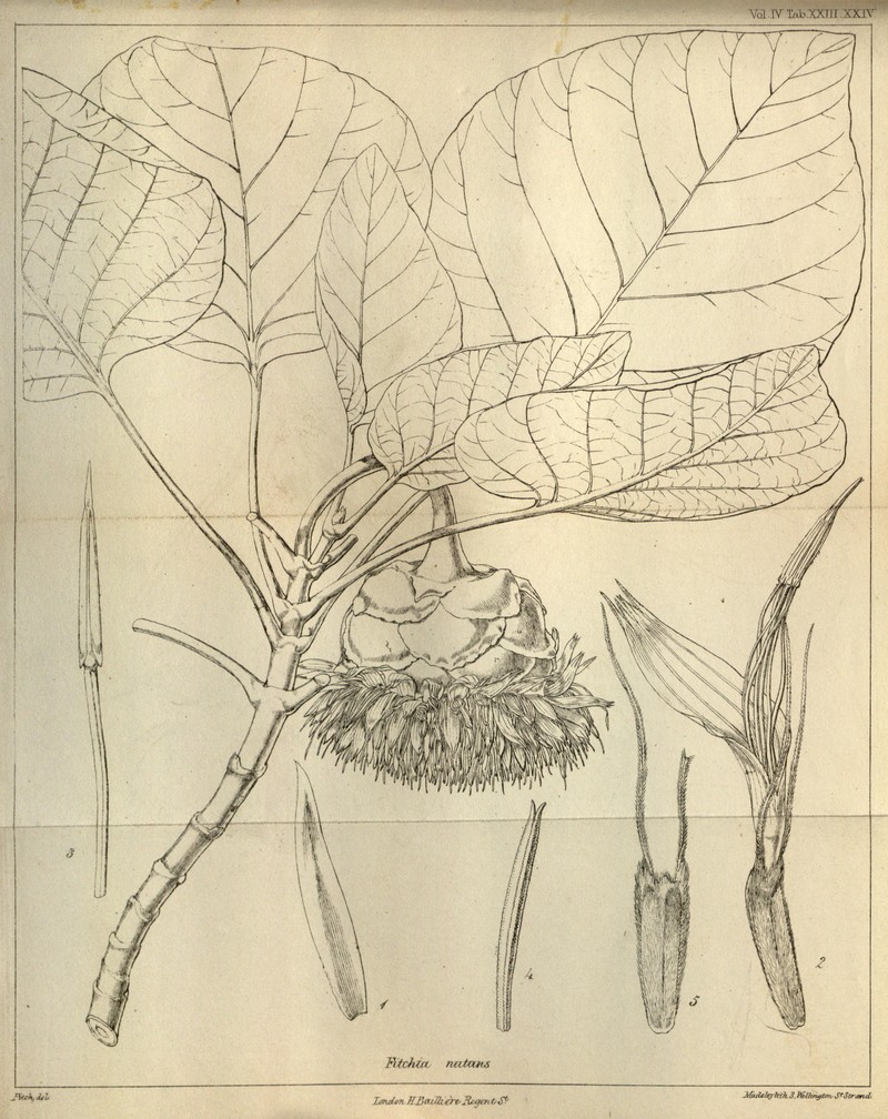 Fitchia nutans