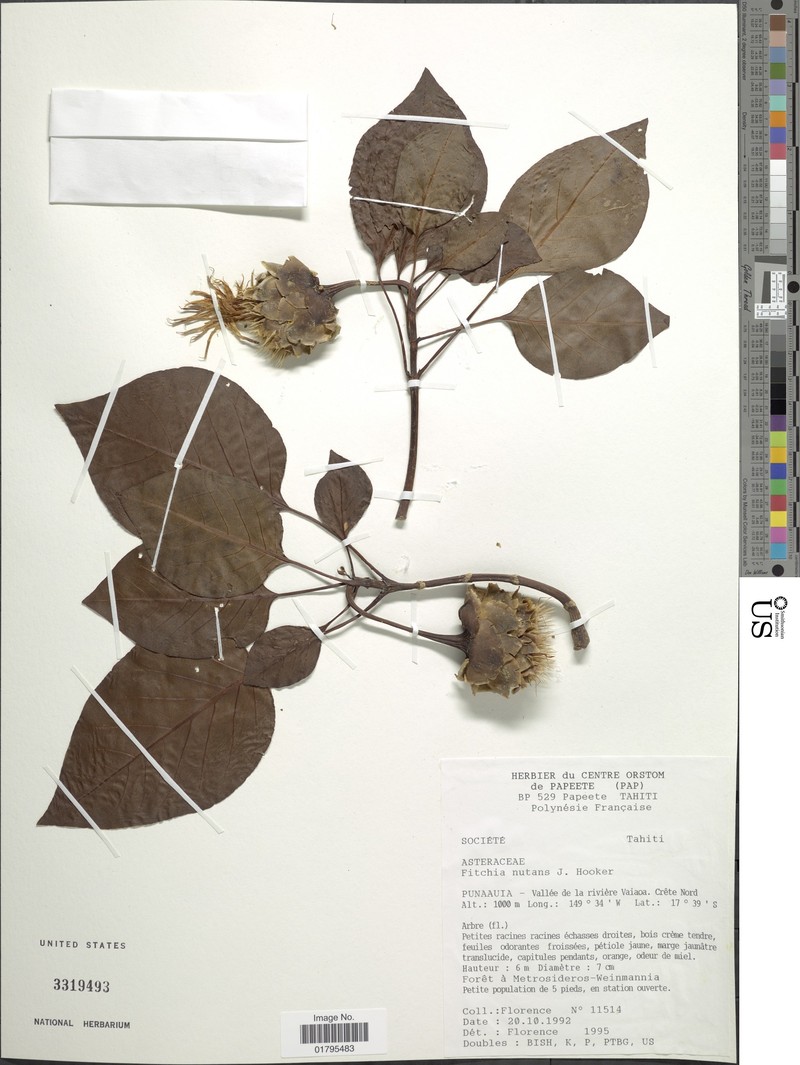 Fitchia nutans photo 2