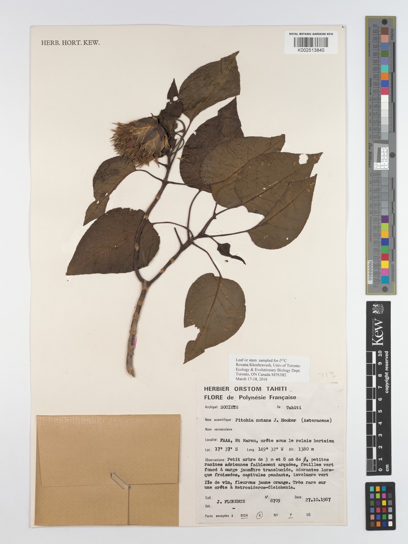 Fitchia nutans photo 3