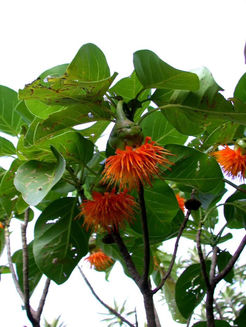 Fitchia rapensis