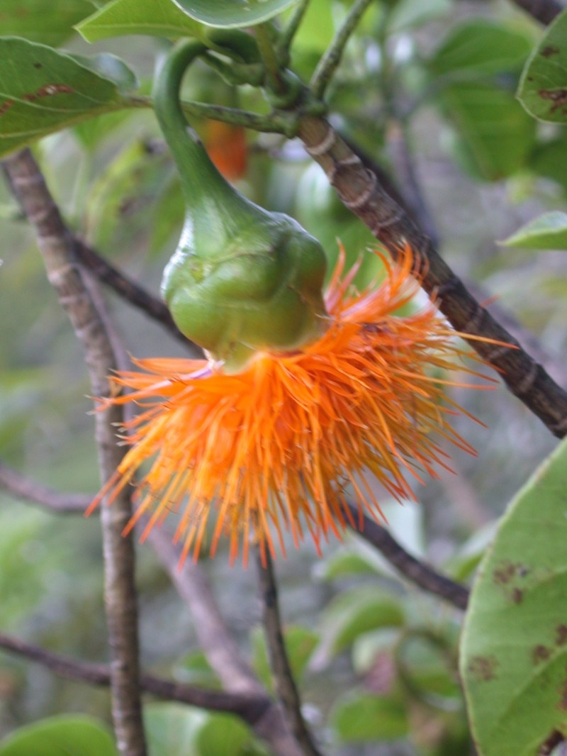 Fitchia rapensis photo 3