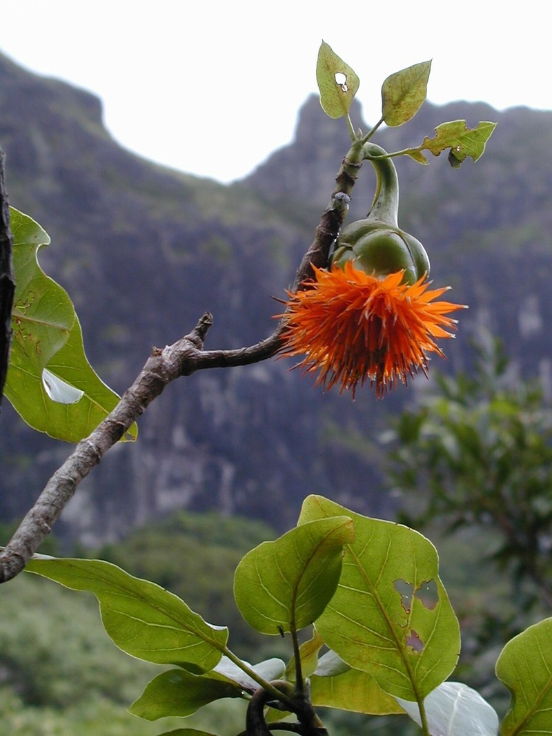 Fitchia rapensis photo 4