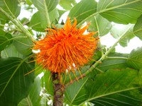 Burr Daisytree