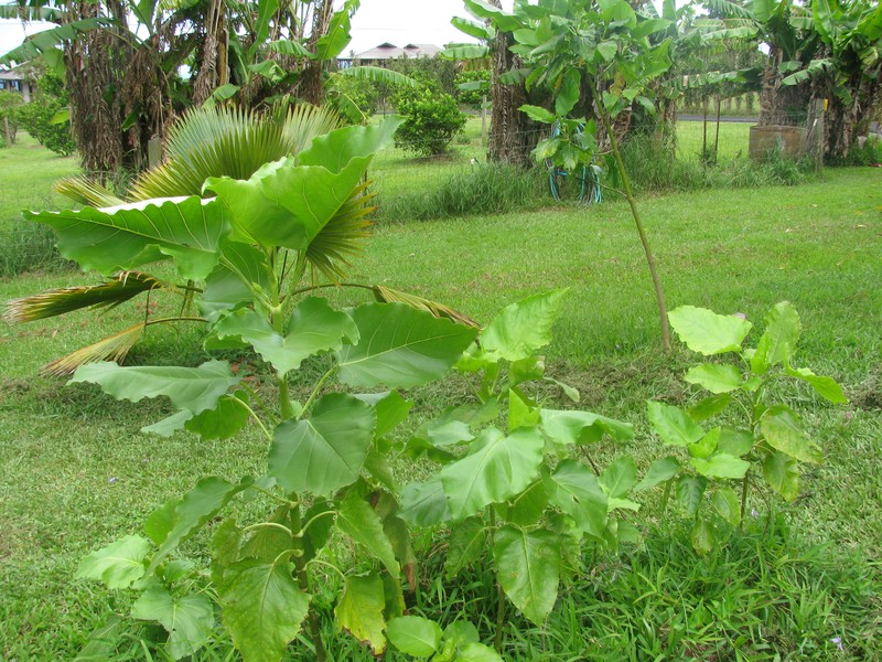 Burr Daisytree photo 3