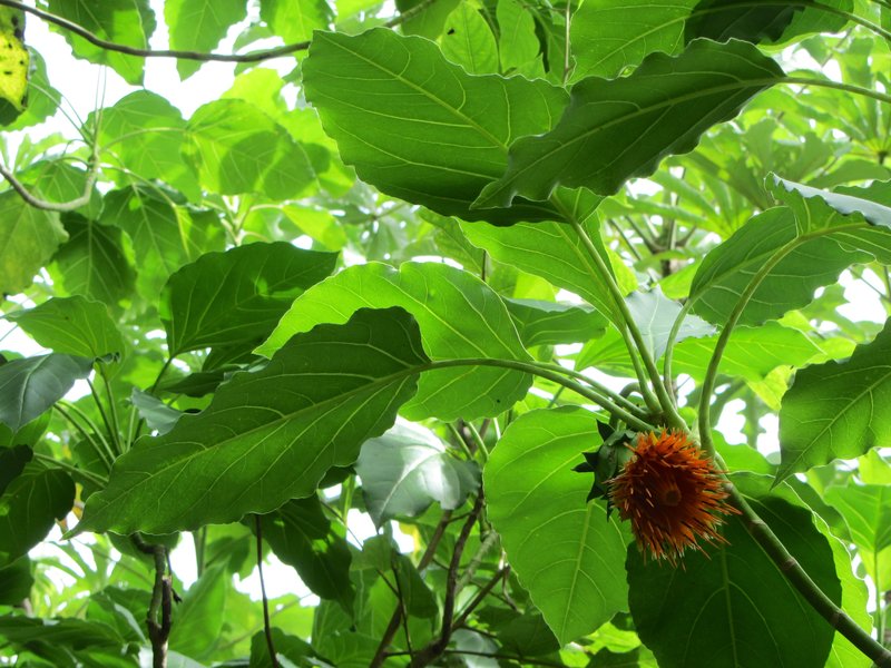 Burr Daisytree photo 6