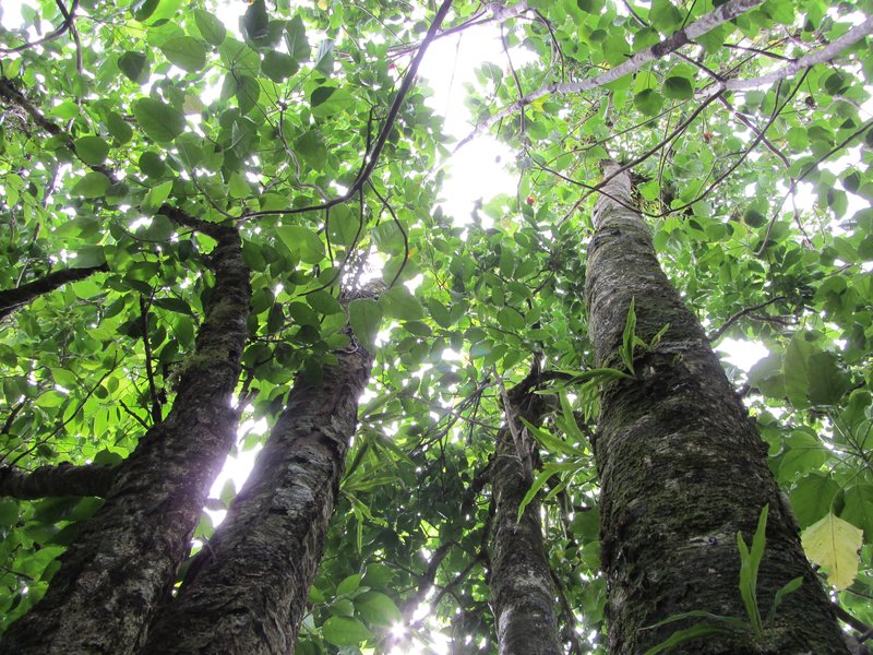 Burr Daisytree photo 7