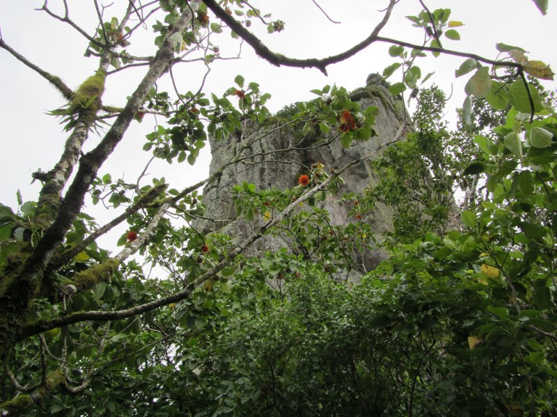Burr Daisytree photo 8