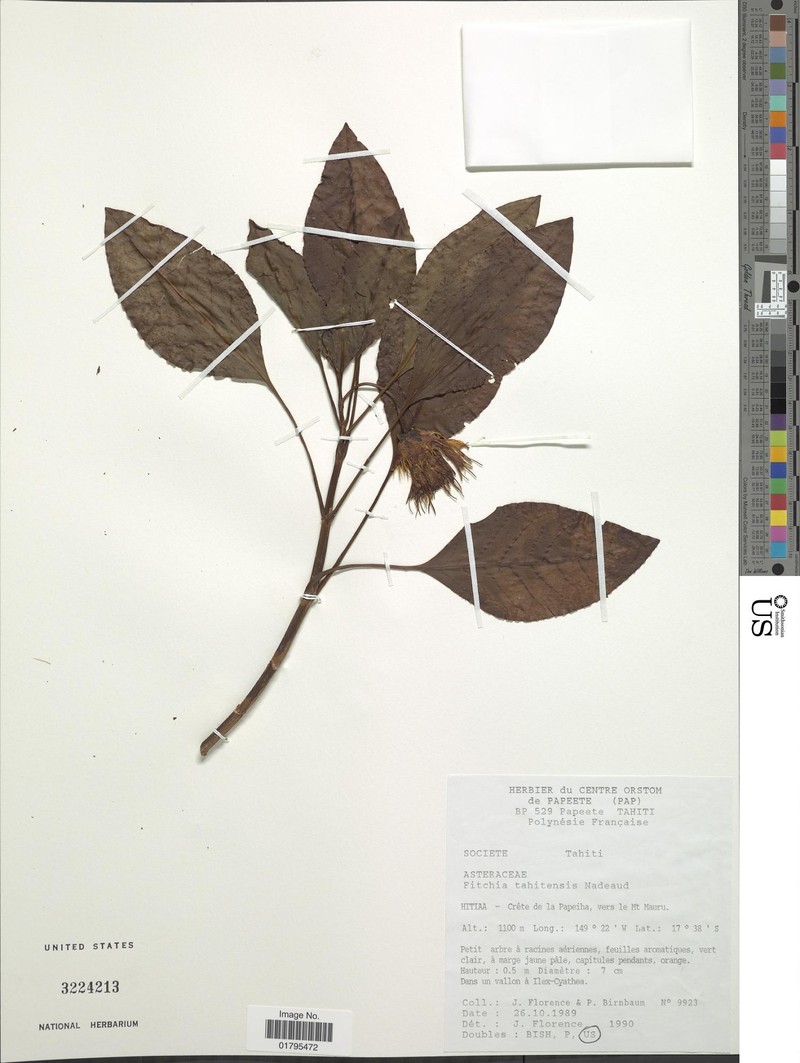 Fitchia tahitensis