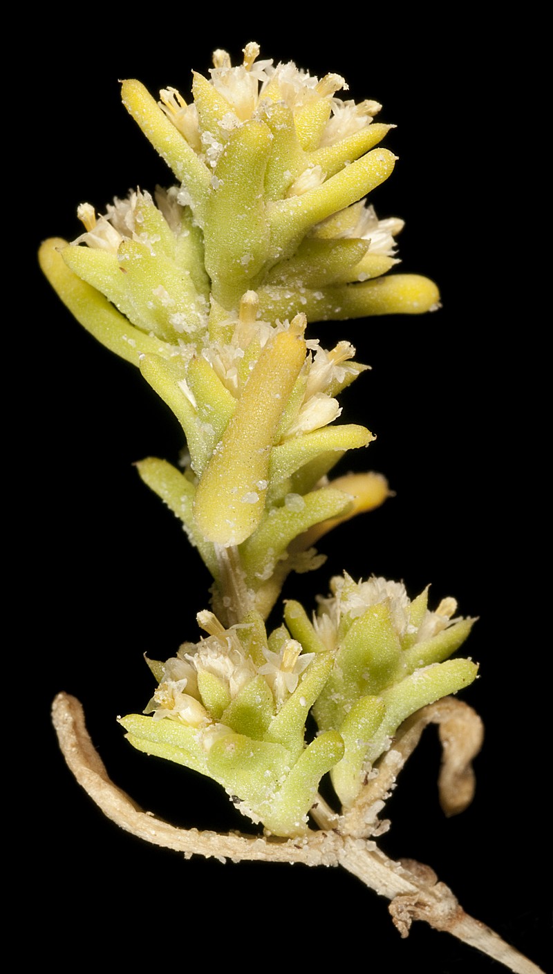 Fitzwillia axilliflora