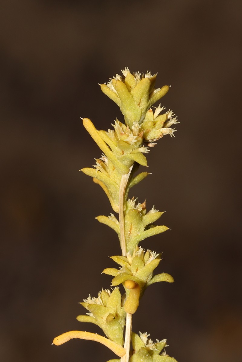 Fitzwillia axilliflora photo 2