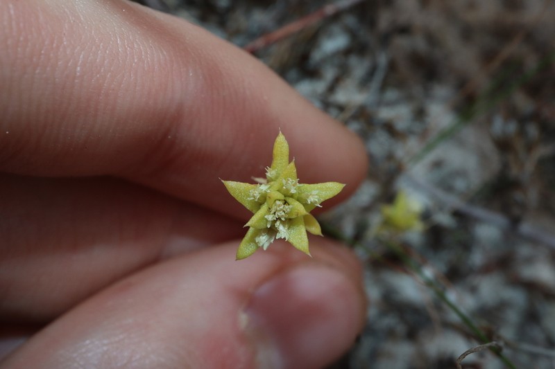 Fitzwillia axilliflora photo 3