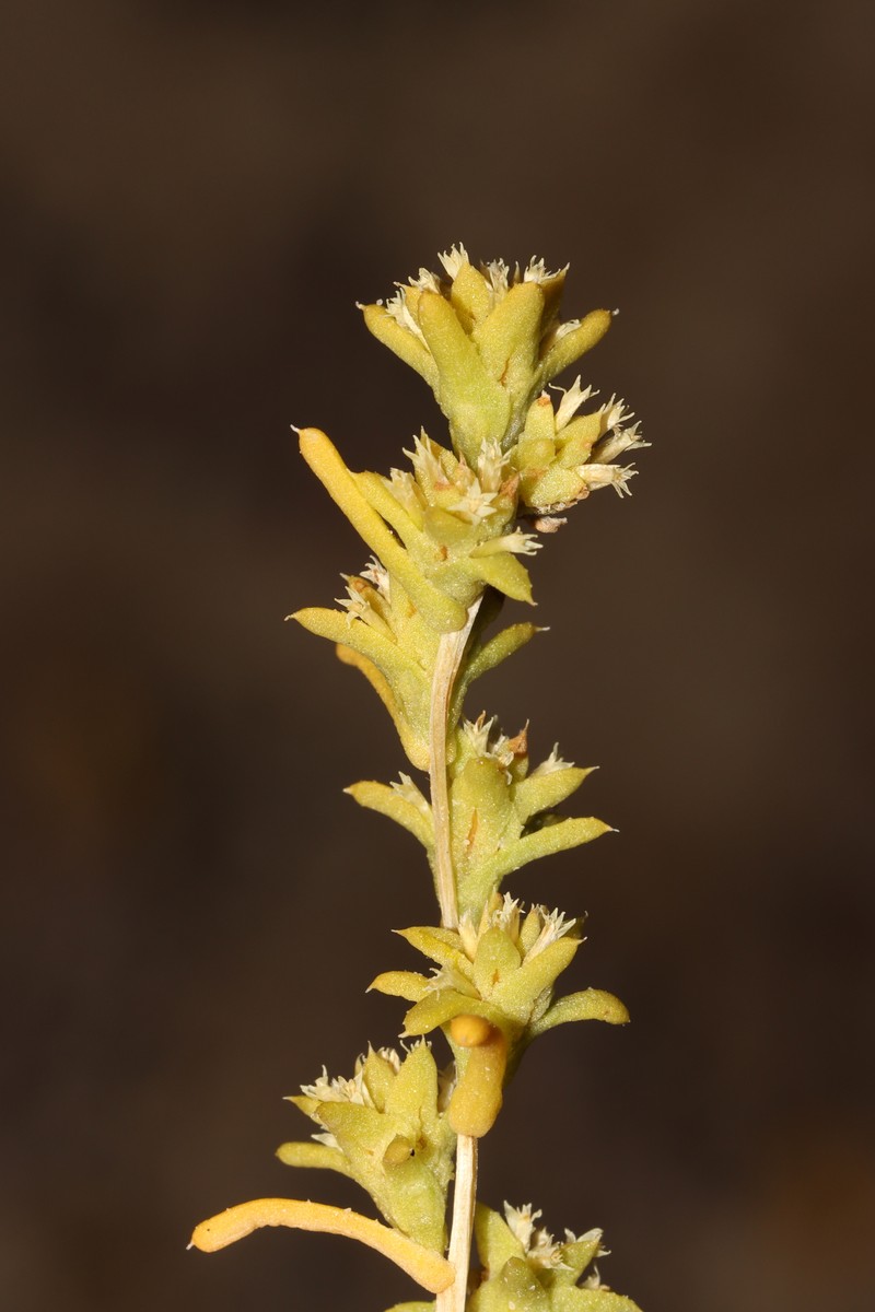 Fitzwillia axilliflora photo 4