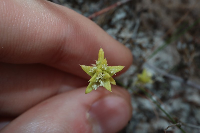 Fitzwillia axilliflora photo 5