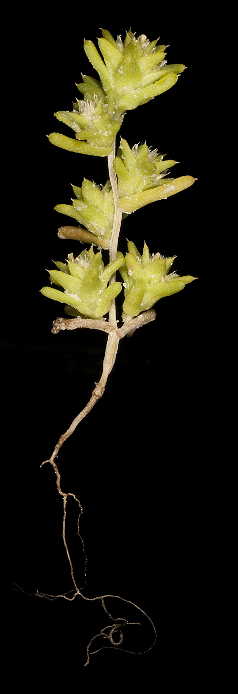 Fitzwillia axilliflora photo 6