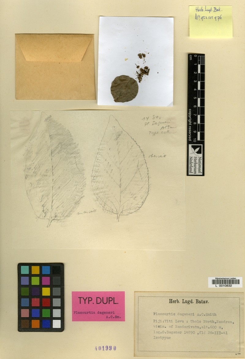 Flacourtia degeneri