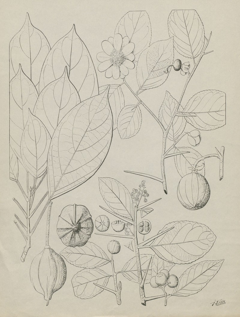 Flacourtia flavescens photo 2