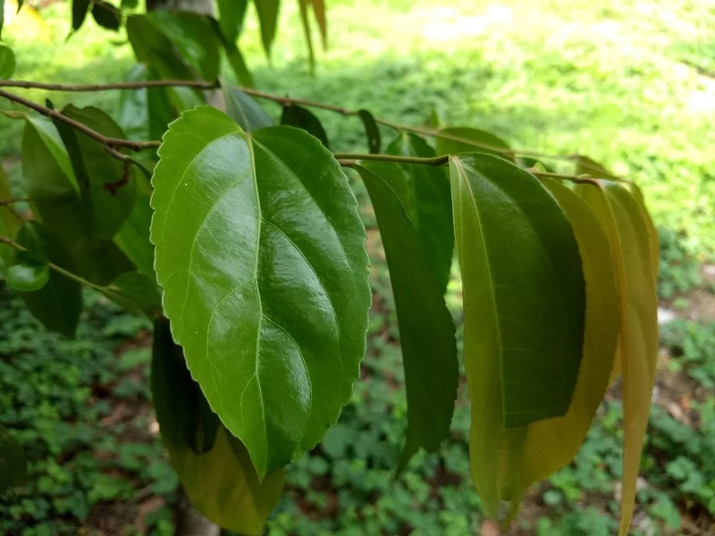 Batoko Plum photo 4