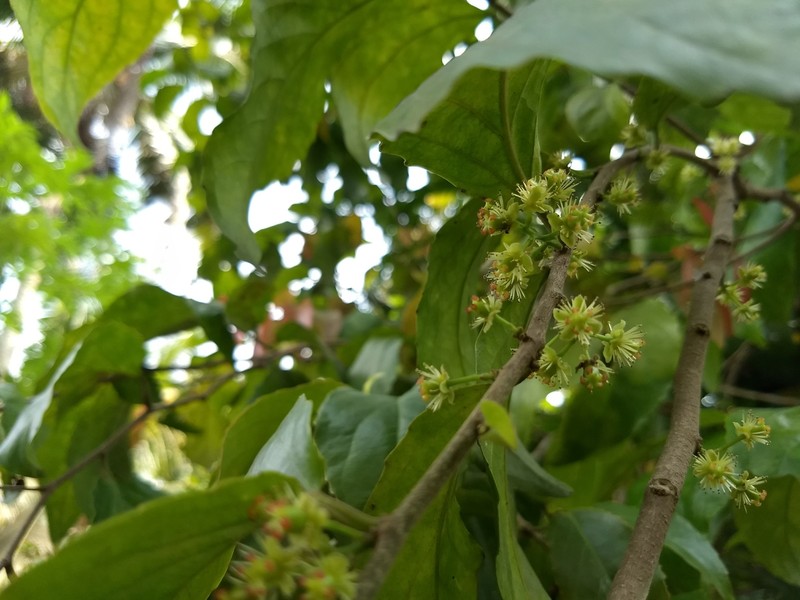 Batoko Plum photo 5