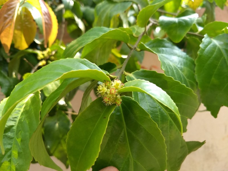 Batoko Plum photo 6