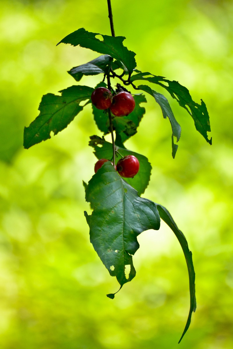 Batoko Plum
