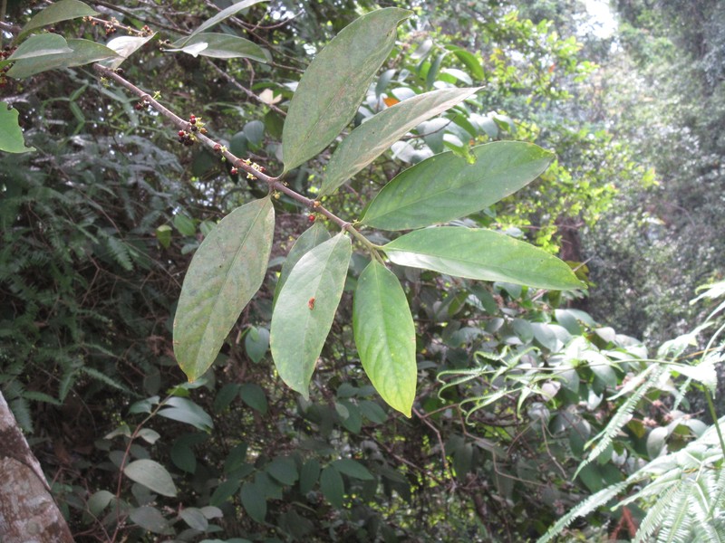Batoko Plum photo 2