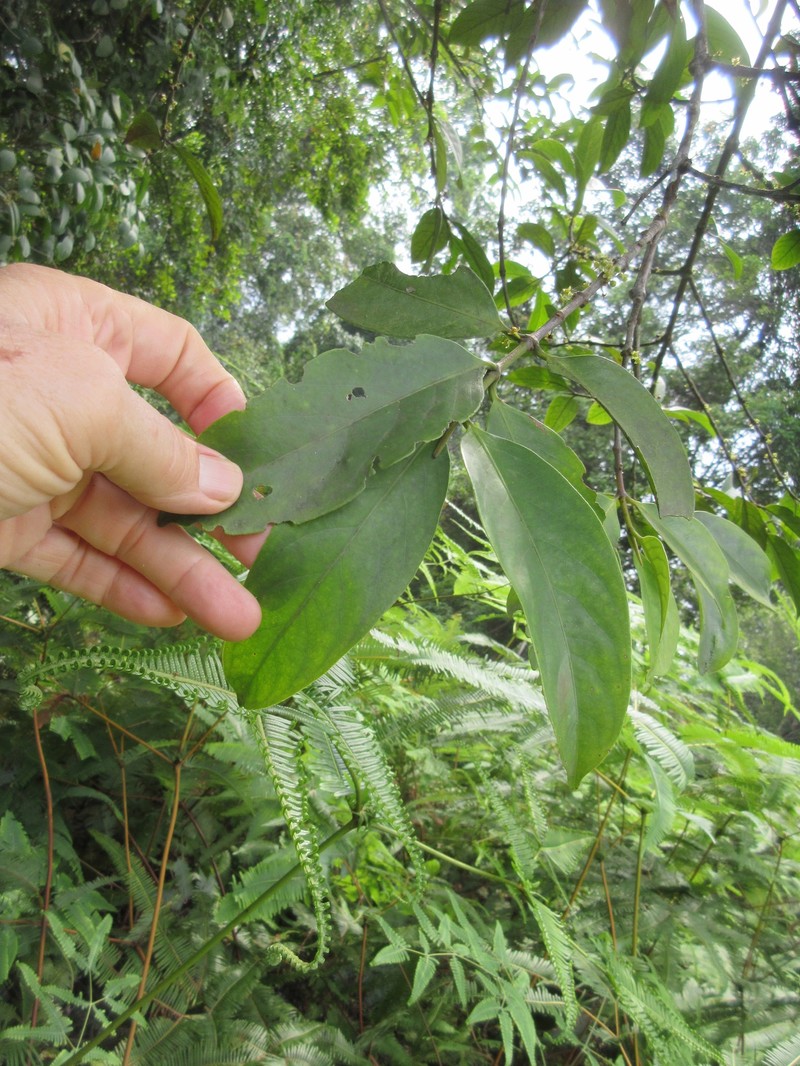Batoko Plum photo 3