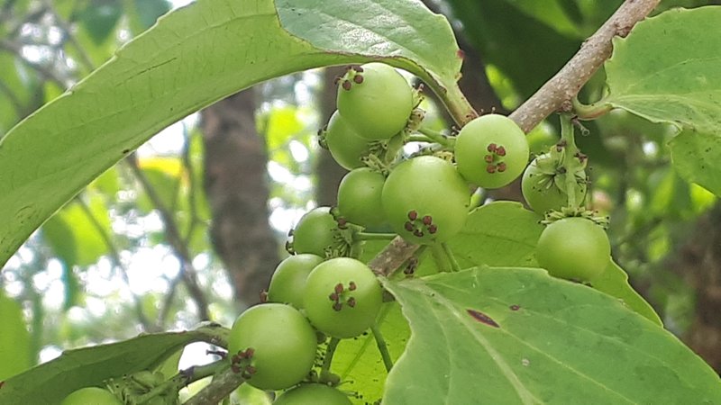 Batoko Plum photo 7