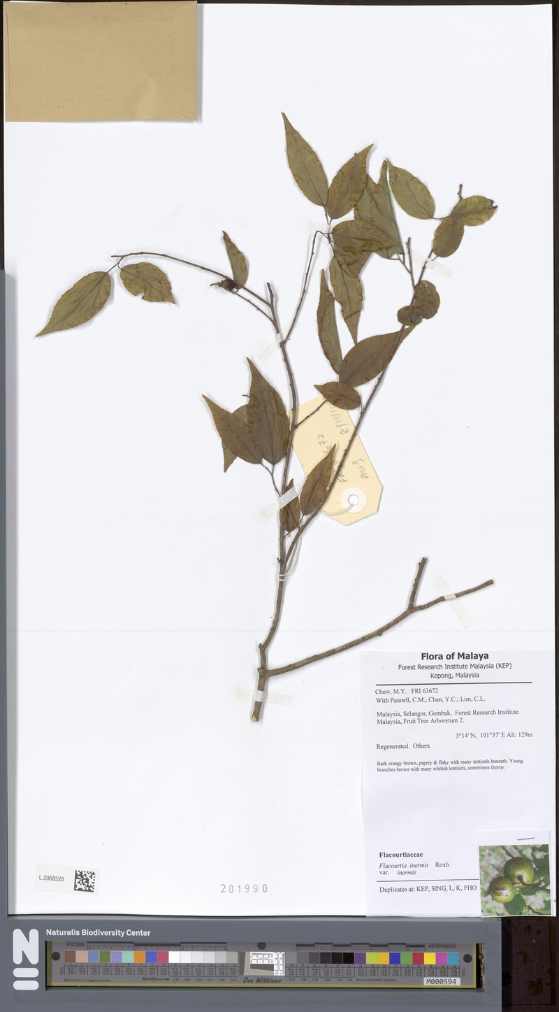 Flacourtia inermis var. inermis