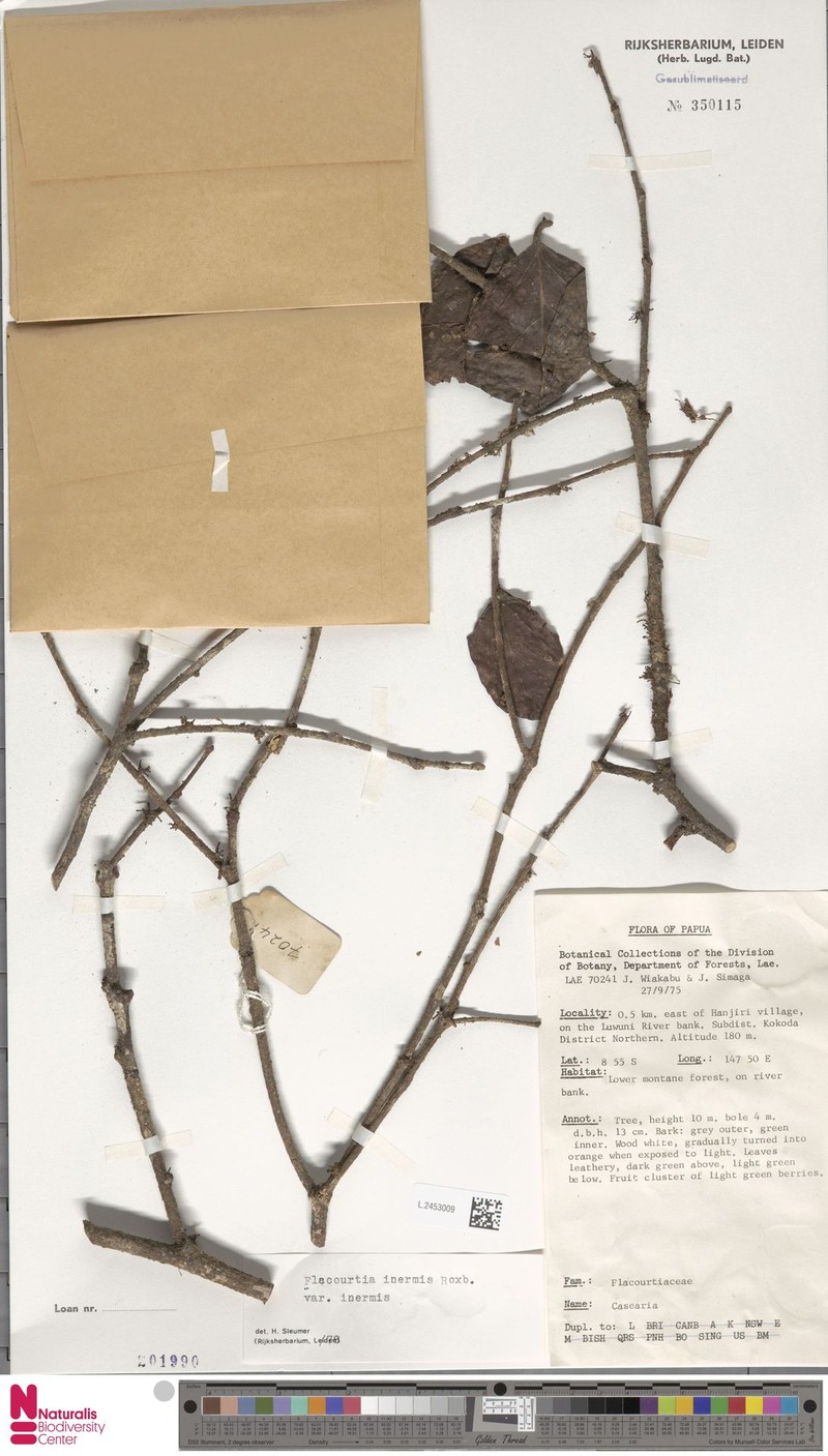 Flacourtia inermis var. inermis photo 2