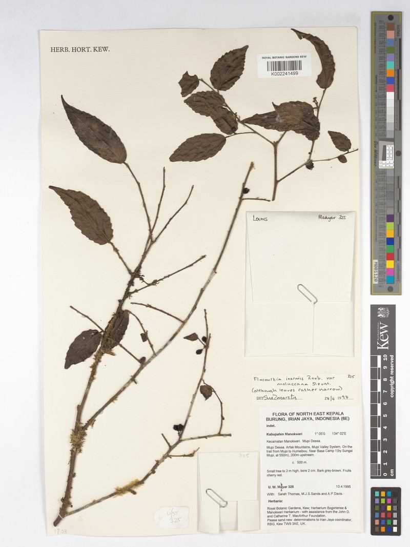 Flacourtia inermis var. moluccana