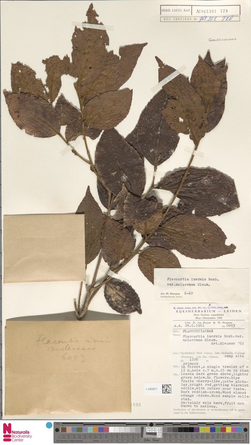 Flacourtia inermis var. moluccana photo 2