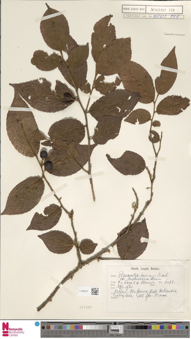 Flacourtia inermis var. moluccana photo 3