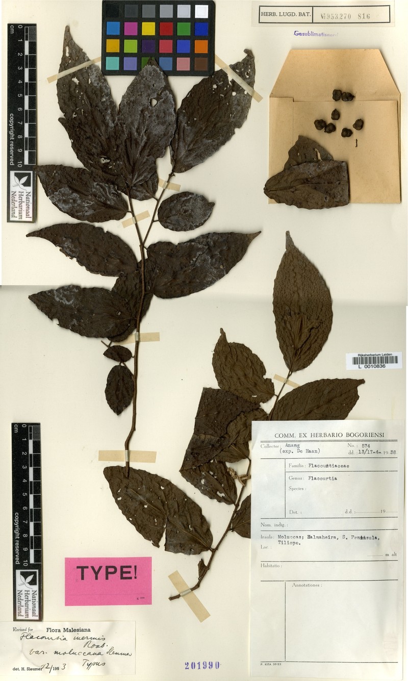 Flacourtia inermis var. moluccana photo 4