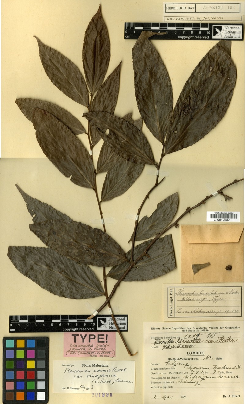 Flacourtia inermis var. rindjanica