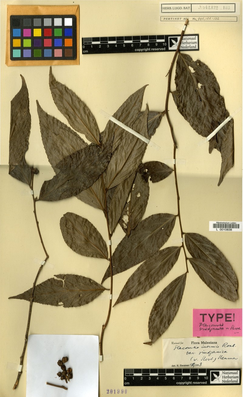 Flacourtia inermis var. rindjanica photo 2