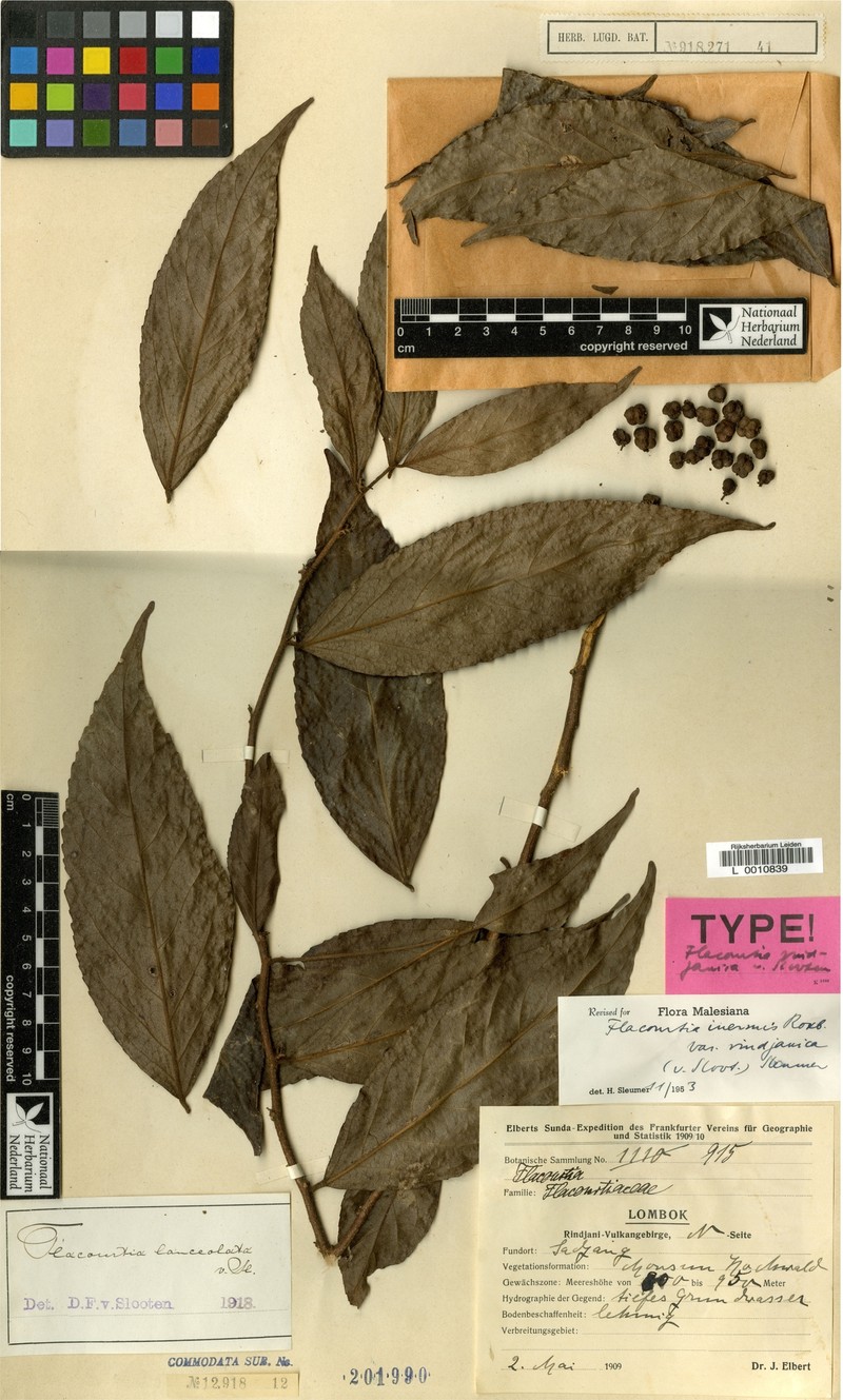 Flacourtia inermis var. rindjanica photo 3