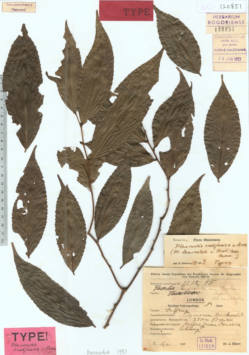 Flacourtia inermis var. rindjanica photo 4