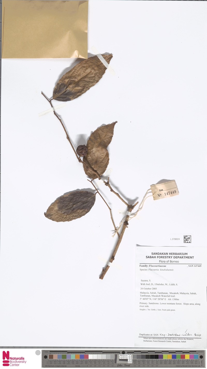Flacourtia kinabaluensis